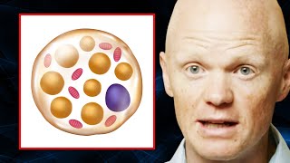 Why BROWN FAT Is Good & How to Stimulate Your Body to MAKE MORE of It | Dr. Benjamin Bikman