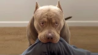 How to Train a Pitbull Puppy not to Bite