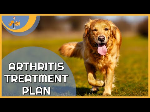 YouTube video about: How long can a dog live with arthritis?