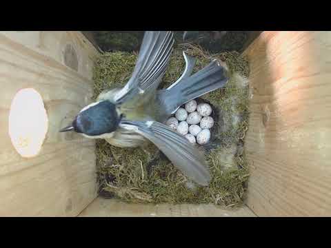 2018 04 24 Schlafen und Brüten, wann kommt das Erste Küken?