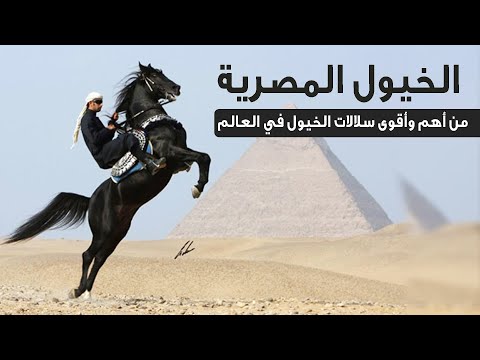 , title : 'ما لا تعرفه عن الحصان المصري  أحد أكثر الخيول العربية نقاءً  !'
