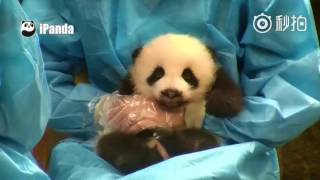 The panda cub having her body examined was like: "give me five!"