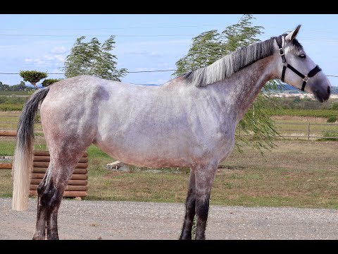 Star Diamond BIG STAR x DOW JONES COURCEL - Video 9 video thumbnail