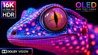 Download lagu HDR at FULL POWER | 16K Dolby Vision® 120fps OLED Demo mp3