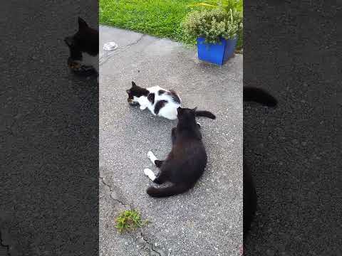 Chester's catnip party cute-splosion! 😺❤️💥