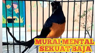 Download lagu Murai mental Tarung Baja.Gacor dan full isian || Sahabat kicau mania Berau || Pancingan murai Ngotot mp3