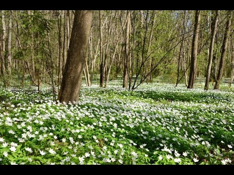2.muzikālā vēstule ZAĻAJAM PA PĒDĀM no Vinnija Pūka un mūzikas skolotājas Mairitas