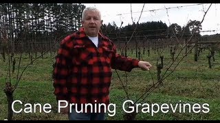 preview picture of video 'How to Cane Prune grapevines with Jaison Kerr at Kerr Farm Vineyard'