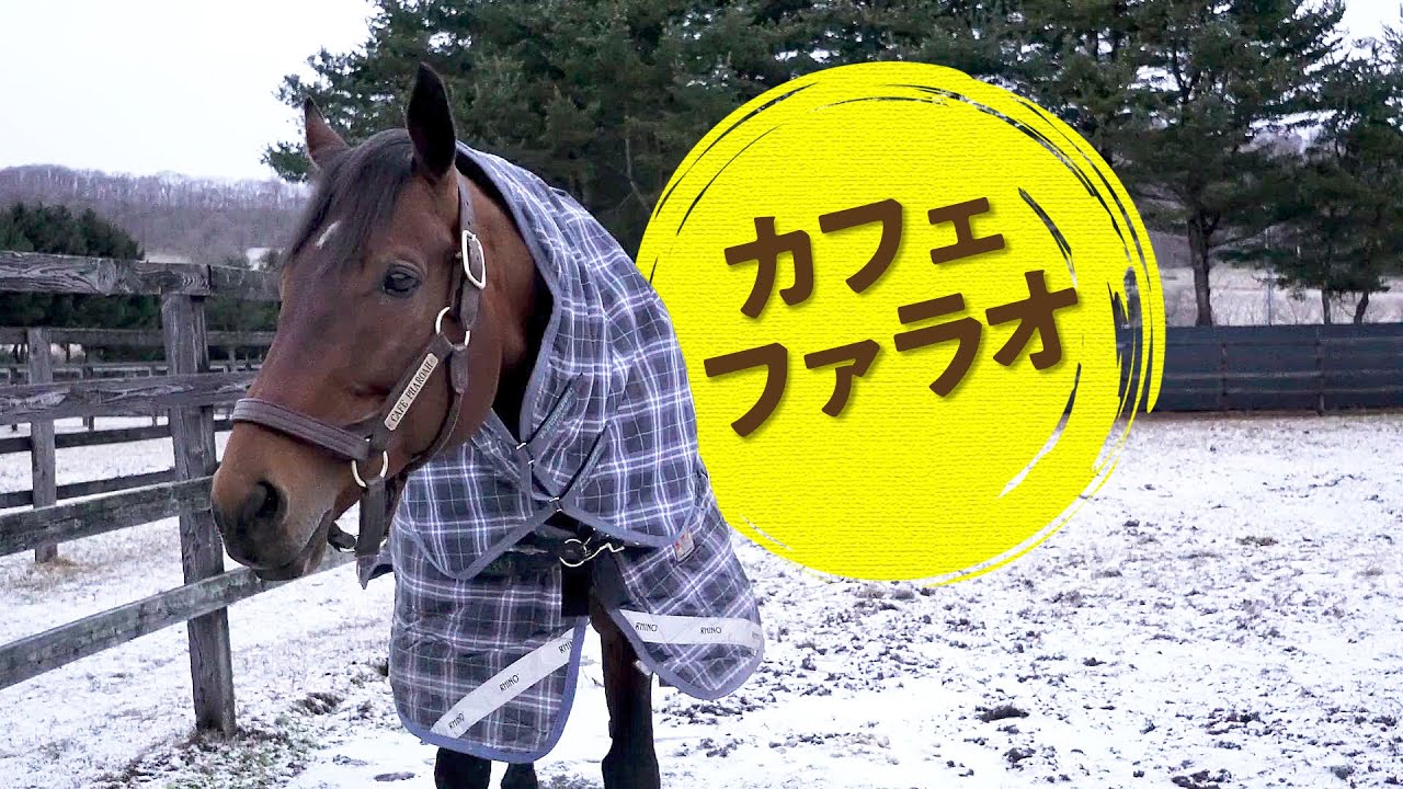 カフェファラオ