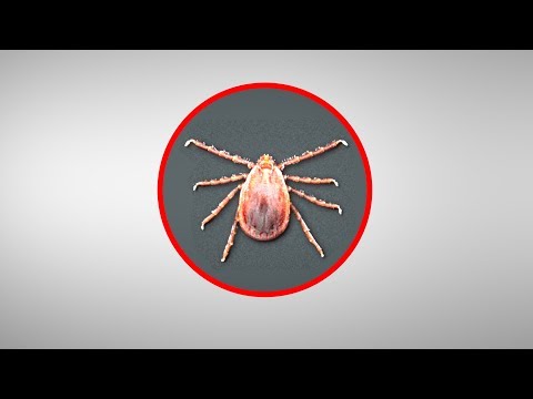 What Is an Asian Longhorned Tick? - Invasive Tick Spreads in U.S.