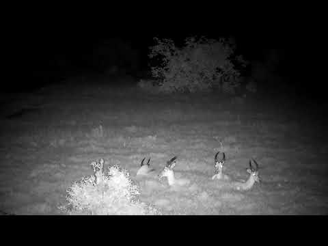 Djuma: Young Impala males - 22:28 - 11/28/2022