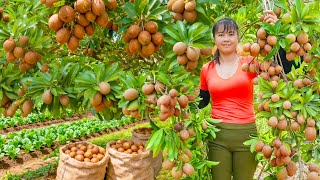 Harvesting Tons of Sapodilla Fruits (Hồng Xiêm) Goes to Market Sell – Growing Spinach
