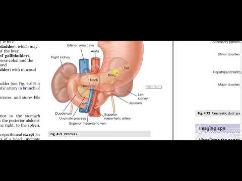 Pancreas body relations 2