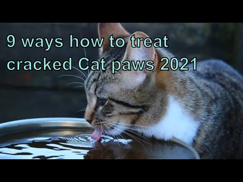 9 ways how to treat cracked Cat paws 2021