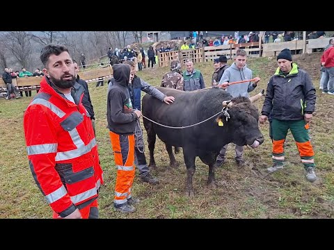 Balkanac od Admira Smrike može na Iba-dula