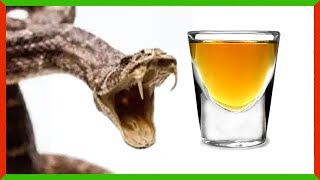 Is It Safe to Drink Snake Venom?