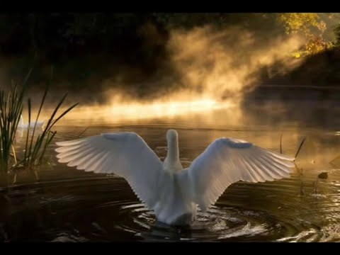 download lagu mp3 mp4 Giovanni Marradi, download mp3 Giovanni Marradi free download, download mp3 Giovanni Marradi