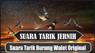Download lagu Suara Tarik burung Walet paling jernih (Lintasan) || free swiftlet call sound mp3