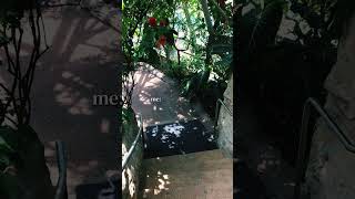 Please subscribe to watch me travel live #travelvlog #shorts #world #fyp #travel #nature