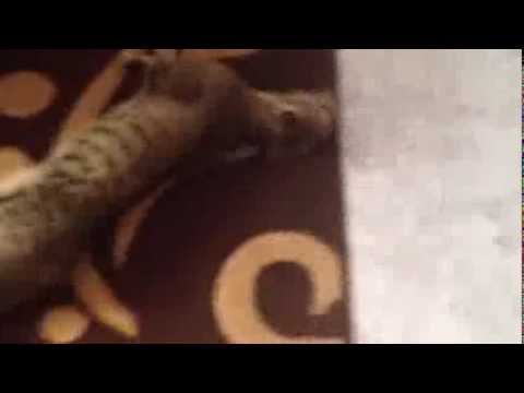 Rode mar (fadila).com