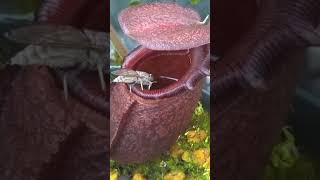 Nepenthus bite insect|බාඳුරා ශාකය,කෘමියෙක් ගිලගන්නා ආකාරය 😧😨|#Shorts