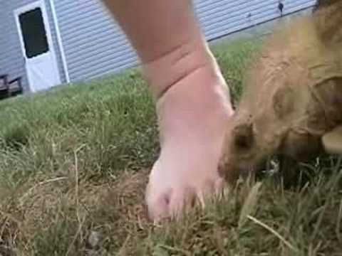 YouTube Video AxTaDry-85E