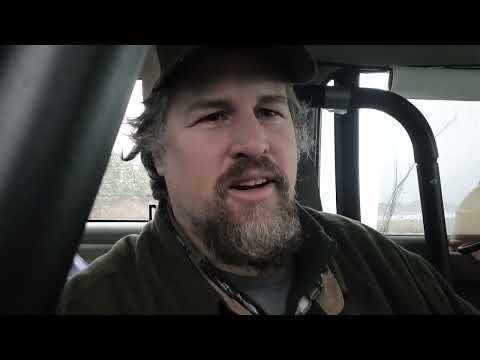 ¿Por qué los pájaros pequeños molestan a los grandes halcones?