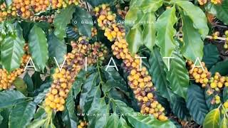 Vídeo de Aviatta Café Gourmet 100% Arábica