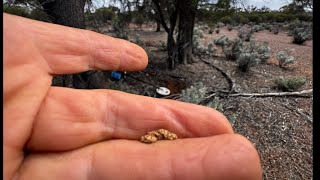 Prospecting Breakthrough at Credo & a Deadly Visitor.