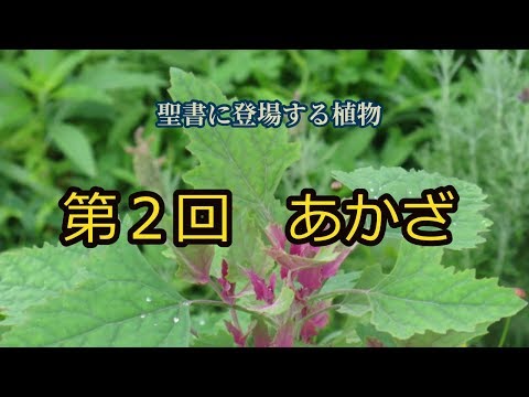 レスティオ テトラフィラス