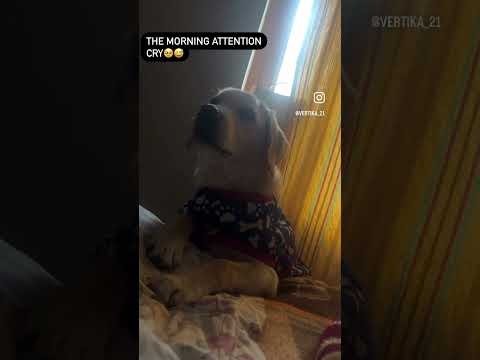 Morning attention😅❤️ @VRkiLife