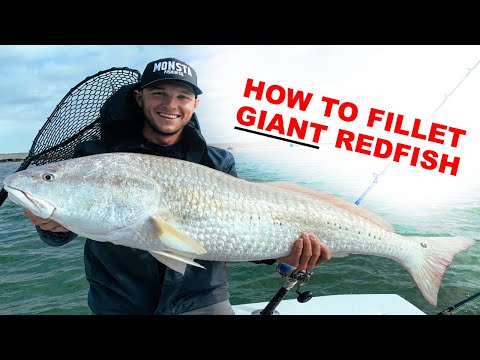 How To Fillet GIANT Redfish (EASY!)