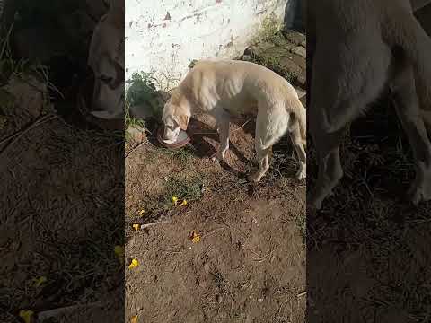 #ilovemydog ❤️❤️