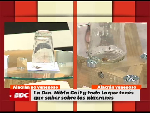 Scorpions: Everything You Need to Know to Prevent Stings