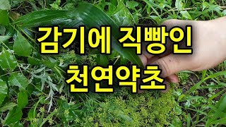감기에 직빵인 천연약초