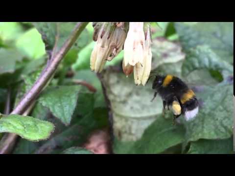 Bumblebee working the comfrey flowers on the 29th February 2016