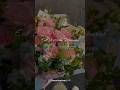 Eid Ul Adha Mubarak Eidspecial Whatsappstatus Eidmubarak Shorts Trending Explore Foryou Fyp