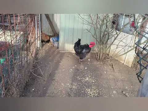 cou nu  nackthals hühner  Zuchtstamm 2023