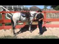 Horse Collection In 20 Minutes
