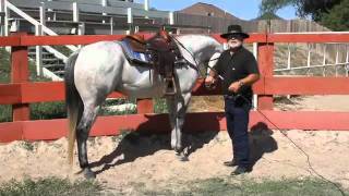 What Is Collection? Why Your Horse Needs It & How the Reins Teach It