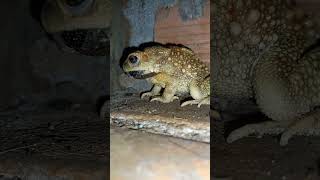 Download lagu Incredible #nature #shorts #naturalsounds #frog mp3 Download lagu Incredible #nature #shorts #naturalsounds #frog mp3