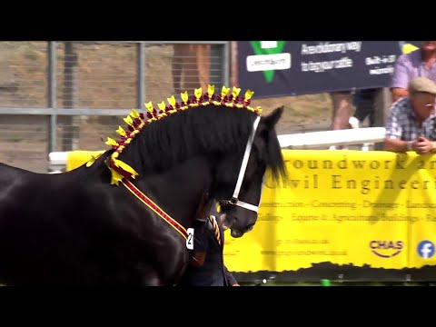 Ceffylau Gwedd - Caseg Wag, Adfarch 3+ | Shire Horses - Barren Mare or Gelding 3+