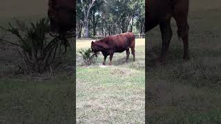 Sofie is only interested  in waiting for treats #cow #farming #farmlife #shorts