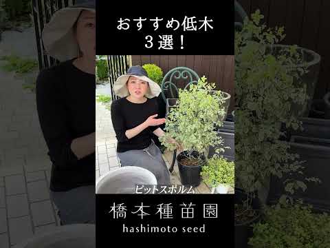 開花を促進するために2月に剪定する6つの低木  庭園