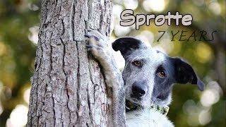 ~ Sprotte - 7 Years | Labrador x Border Collie ~