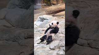 Baby Panda Bear #meizhu #pandacub #pandas