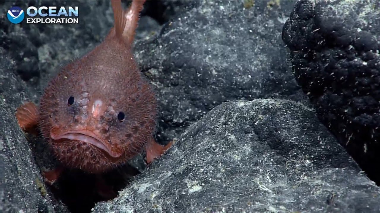EX2503 Dive 10 Unnamed Seamount 03   Northwest of Holanikū Kure Atoll Apr 23 2025