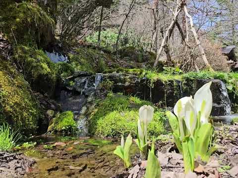 【湯元長座】春の訪れ 日と川と水芭蕉