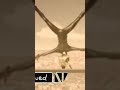 Ladybug Yeets Cat Noir Against The Building Window To Be Continued Meme Miraculous Ladybug