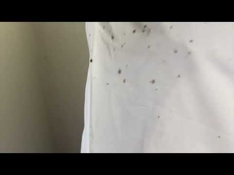 From the Floors to the Bed Were Bed Bugs in Asbury Park, NJ